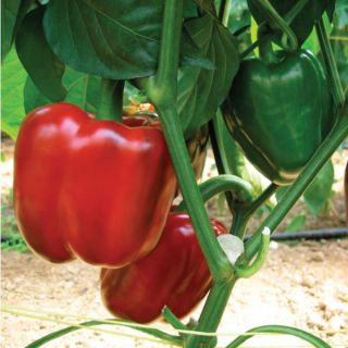 Chesapeake Pepper Thumbnail